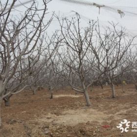 昌乐哪里买核桃树苗 潍坊占地核桃苗基地