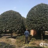 基地大量供应3-15公分的高干桂花，精品桂花