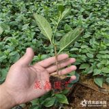 吉塞拉砧木苗多少錢一棵 哪里有吉塞拉5號櫻桃砧木苗多少錢一棵