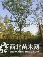 10公分國槐價(jià)格12公分國槐價(jià)格14-15-18-20公分