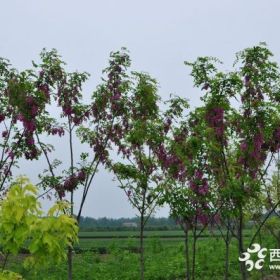 商河香花槐、紅楓、金葉榆、月季、柏樹(shù)供應(yīng)