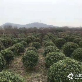 80公分大叶黄杨球价格是多少？南京玉霞苗圃场直销大叶黄杨球