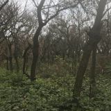 批发象牙红 象牙红基地 龙牙花基地 象牙红批发基地