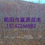 大量1-15公分果樹苗出售 質(zhì)量好成活率高棗樹 梨樹 山楂樹