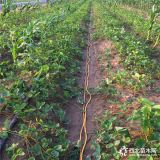 牛奶草莓苗批发价格、出售牛奶草莓苗基地