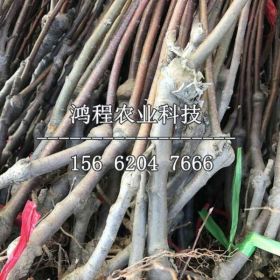 红元帅苹果苗基地、红元帅苹果苗批发