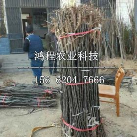 中间砧苹果苗批发价格、中间砧苹果苗报价