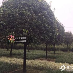 贵州供应米径12公分的桂花树价格是多少？