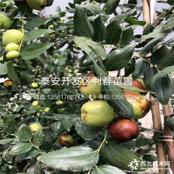 伏脆蜜棗樹(shù)苗、新品種伏脆蜜棗樹(shù)苗、伏脆蜜棗樹(shù)苗多少錢(qián)一棵