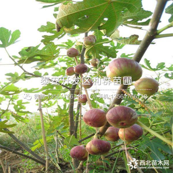 無花果苗價(jià)格、無花果苗多少錢一棵