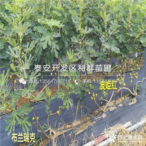 2019年布兰瑞克无花果树苗、布兰瑞克无花果树苗价格多少