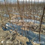 波姬红无花果树苗、山东波姬红无花果树苗、山东波姬红无花果树苗价格