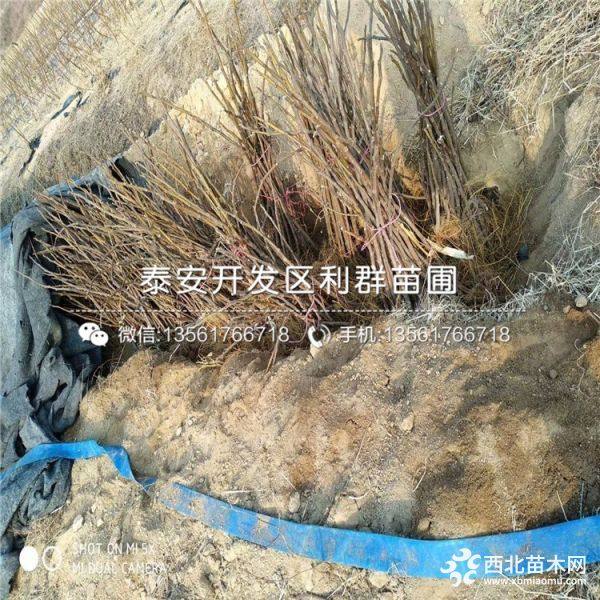 波姬红无花果树苗、山东波姬红无花果树苗、山东波姬红无花果树苗价格