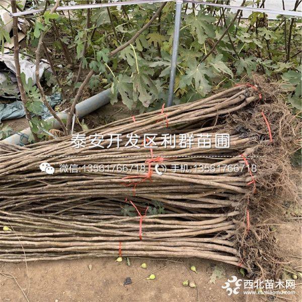 河南无花果树苗、河南无花果树苗价格多少、河南无花果树苗基地