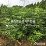 出售布兰瑞克无花果树苗、布兰瑞克无花果树苗多少钱一棵