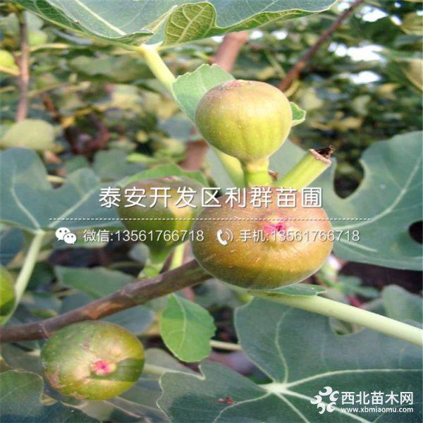 无花果树苗、无花果树苗价格及报价