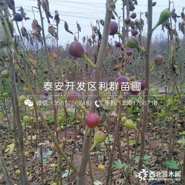 无花果苗、无花果苗批发