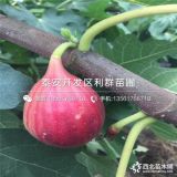 波姬红无花果苗、山东波姬红无花果苗、波姬红无花果苗价格