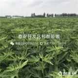 无花果树苗、无花果树苗价格多少、无花果树苗基地