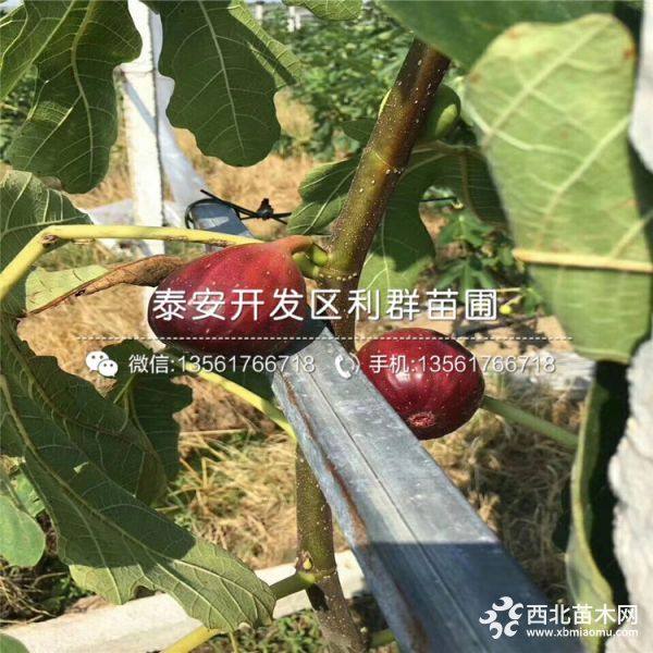 无花果树苗批发价格、2019年无花果树苗价格