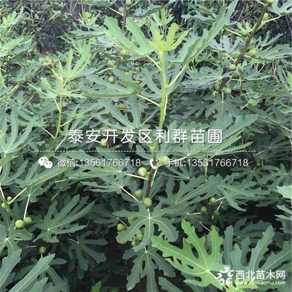 2019年无花果苗、2019年无花果树苗多少钱一棵