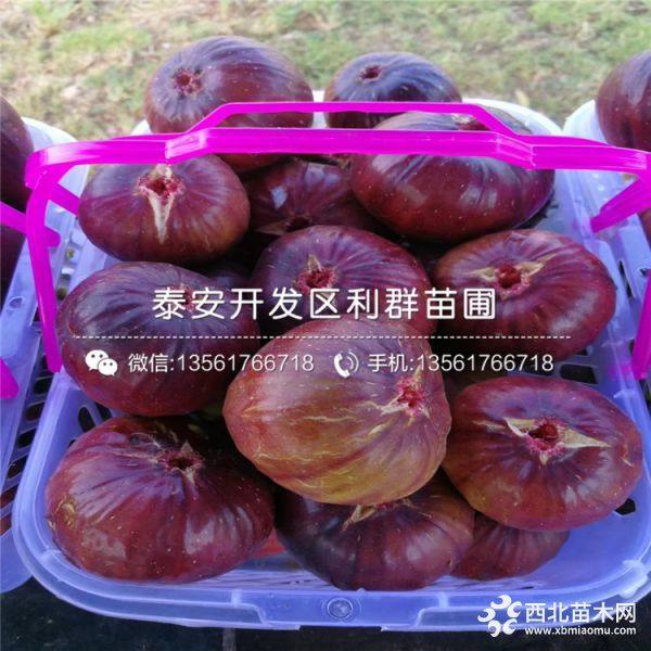 批发无花果树苗、批发无花果树苗新品种、批发无花果树苗价格多少