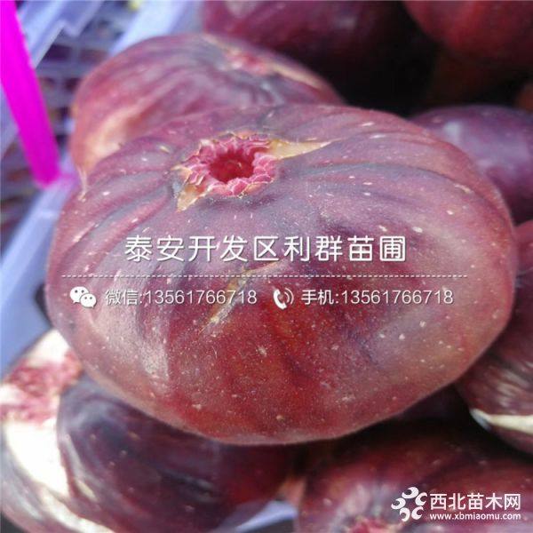 批发无花果树苗、批发无花果树苗新品种、批发无花果树苗价格多少