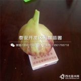 早黄无花果树苗、早黄无花果树苗新品种、早黄无花果树苗价格