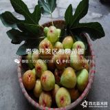 无花果苗、无花果苗新品种、无花果苗多少钱一棵