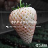 2019年草莓苗价格 草莓苗多少钱一棵