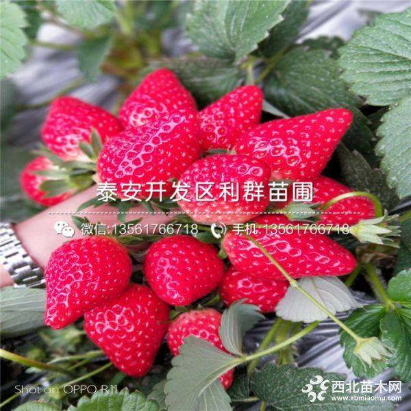 2019年草莓苗价格 草莓苗多少钱一棵