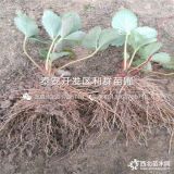 2019年甜寶草莓苗、甜寶草莓苗價(jià)格多少