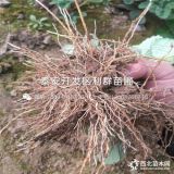 草莓苗價(jià)格、草莓苗多少錢一棵