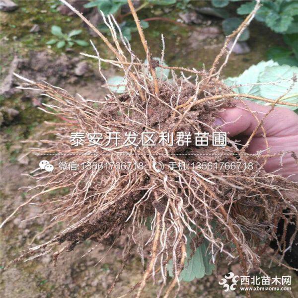 草莓苗价格、草莓苗多少钱一棵