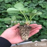 出售宁玉草莓苗、宁玉草莓苗多少钱一棵