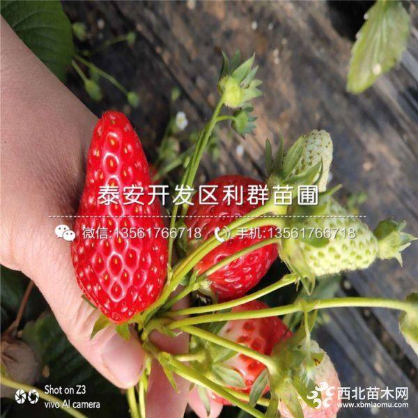 牛奶草莓苗、牛奶草莓苗新品种、牛奶草莓苗价格多少