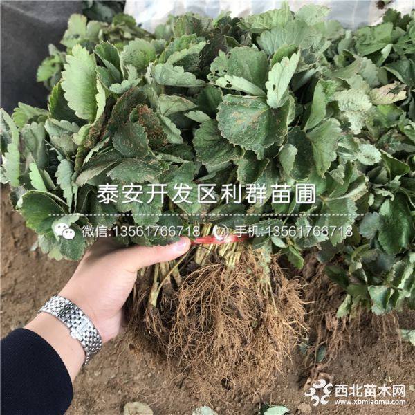 牛奶草莓苗、牛奶草莓苗新品种、牛奶草莓苗价格多少