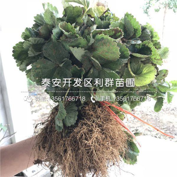 牛奶草莓苗、牛奶草莓苗新品种、牛奶草莓苗价格多少