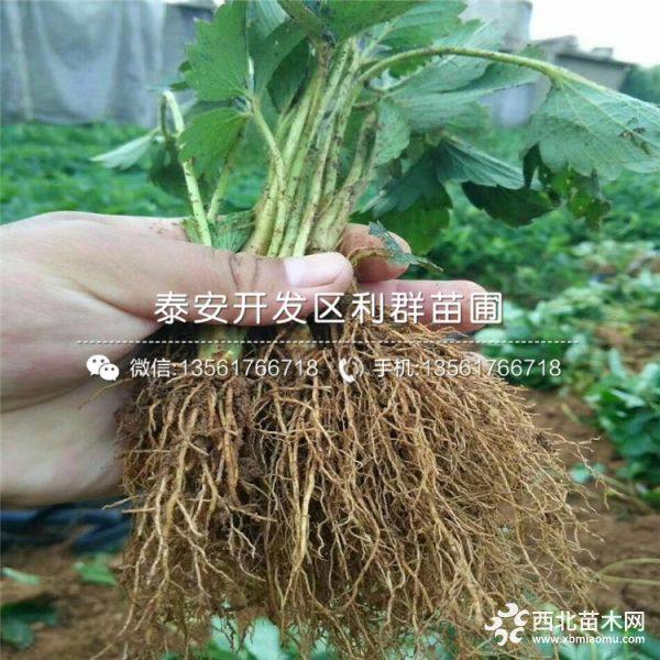 草莓苗批发价格、草莓苗多少钱一棵