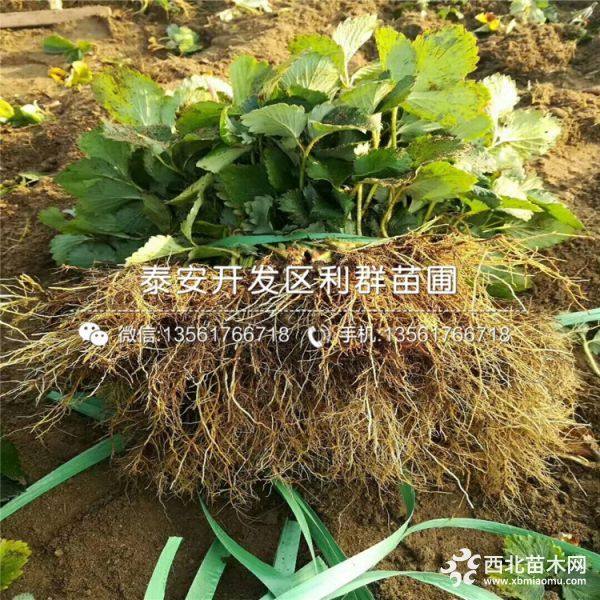 湖北章姬草莓苗、湖北章姬草莓苗价格多少