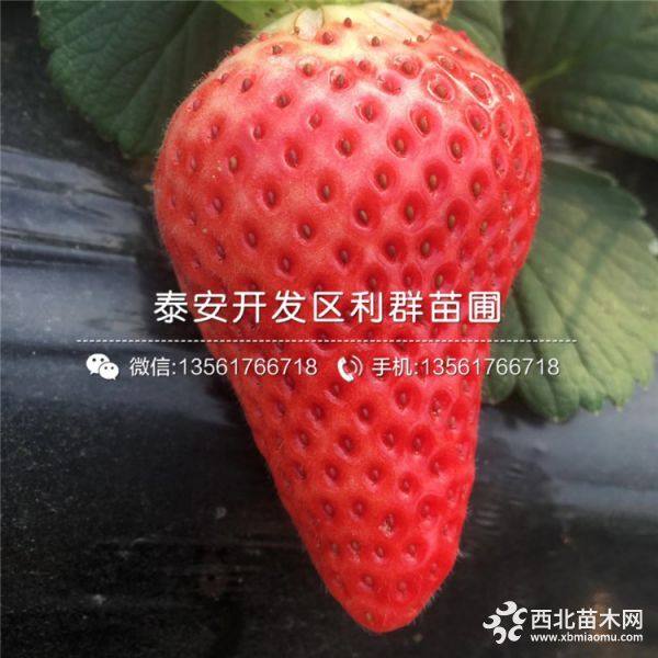 甜查理草莓苗 甜查理草莓苗价格