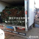 福建草莓苗、福建草莓苗多少钱一棵