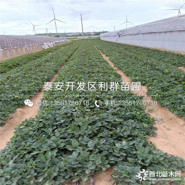 草莓苗、草莓苗多少钱一棵、草莓苗基地