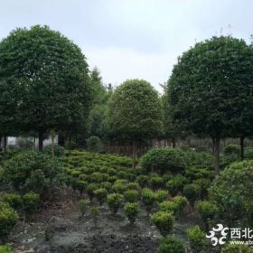 桂花树云南供应、9公分桂花树价格/桂花树图片