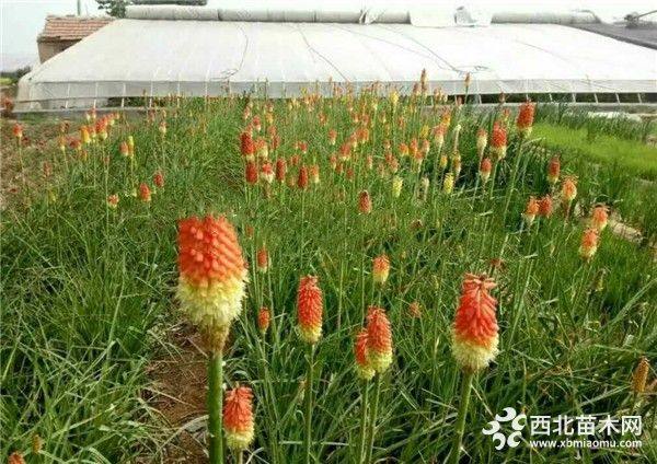 火炬花種植批發(fā)