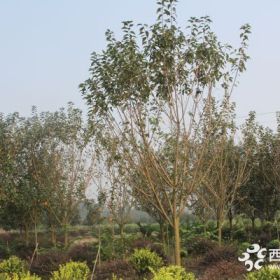 樱花11公分供应、云南樱花供应/价格/图片