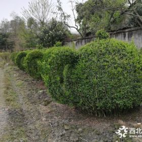 小叶女贞茶壶造型价格 小叶女贞造型基地