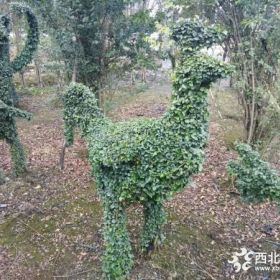 小叶女贞造型批发基地 小叶女贞造型价格