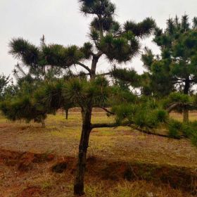 造型黑松价格基地