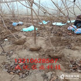 山东樱桃苗基地哪里有,零售樱桃树苗价格,试种樱桃树苗批发基地